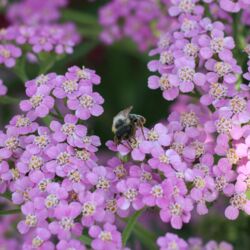 Biene auf zahlreichen kleinen rosa Einzelblüten.
