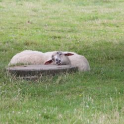 Schlafendes Schaf liegt mit dem Kopf auf einem erhöhten Gullideckel, wahrscheinlich ein Brunnen.