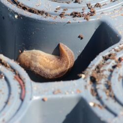 Braun gestreifte Schnecke an der Unterseite eines Pflanzentrays.