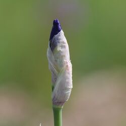 Papierne, durchsichtige, überlappende Hülle über einer spindelförmigen dunkelblauen Blüte, die noch eingewickelt ist.