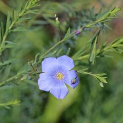 Hellblau-metallisch schimmernde Blüte vor nadelartigem Laub.