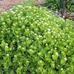 Hohes breites Polster mit vielen weißen Blüten.
