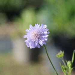 Zarte Blüte der Wiesen-Witwenblume, in sehr hellem Lila-Blassblau.