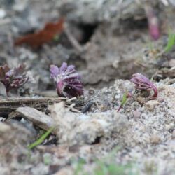 Kleine violette Austriebe im Sand, die Blätter halb entfaltet.