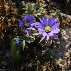 Anemonenartige Blüte in blau-lila mit hellgelber Mitte.