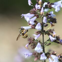 Auffällig gelb-schwarz gemusterte Biene an bläulich-weißer Lippenblüte.