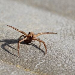 Spinne in Nahaufnahme, die Vorderbeine drohend nach oben ausgestreckt.
