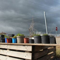 Pflanzentöpfe auf einem Brett über den Kompost gelegt, von der Sonne angestrahlt, dahinter dunkle Wolken am Himmel.
