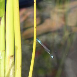 Sehr schlanke, langgezogene Libelle in Blau und Schwarz, die am Stiel einer Wasserpflanze sitzt.