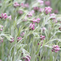Rötlich angehauchte nickende, noch geschlossene Blüten über silbrig-grünem Laub.