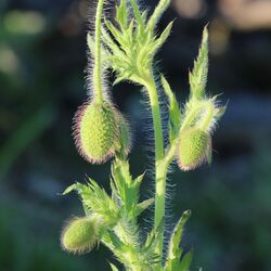 Noch geschlossene, hängende Knospen, über und über mit rötlichen abstehenden Haaren bedeckt.