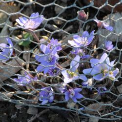 Kleine blaue Blüten hinter dem Hasenschutzzaun neben den Schneeglöckchen.