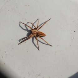 Braune Spinne mit spindelförmigem Hinterleib und weißem Strich im Brustbereich.