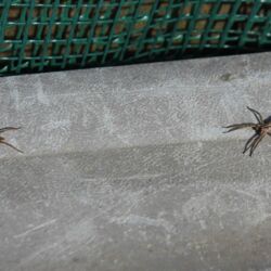 Zwei Spinnen auf grauer Fläche.