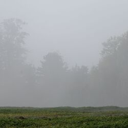 Blick über ein Feld mit kurzem grünem Aufwuchs zu einem kleinen Wald, der im Nebel liegt.