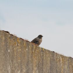 Unauffälliger grauer Vogel lugt über die Mauer.