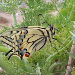 Prächtiger beigefarbener Schmetterling mit schwarzer Aderung und blauen und roten Flecken.