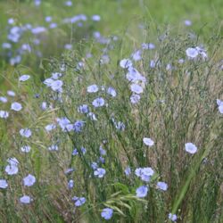 Filigrane Horste mit unzähligen hellblauen Blüten.