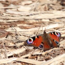 Schmetterling mit ausgebreiteten Flügeln auf einem Weg mit Holzhäckseln.