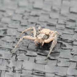 Weiße Spinne in Nahaufnahme auf schwarzem Kunststoff-Gewebe.