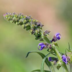 Zwei der violett-bläulichen Blüten an der Rispe sind schon geöffnet.