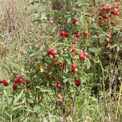 Große rote Hagebutten an Rosenstrauch.