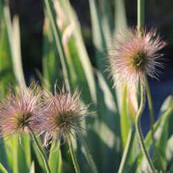 Drei puschelige Samenstände mit rötlich gefärbten Härchen in der Abendsonne.