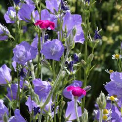 Große Blüten in hellem Blau-Lila zusammen mit dem samtigen Pink der Vexiernelke.