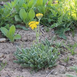 Kleines, silbrig-behaartes Polster mit gelben Schafgarben-Blüten.