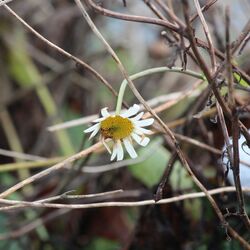 Etwas zerfledderte weiße Blüte.
