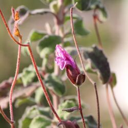 Zerknautschte Knospe in dunklem Rosa.