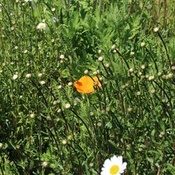 Orangefarbene Blüte zwischen Margeritenknospen, die noch nicht aufgeblüht sind.