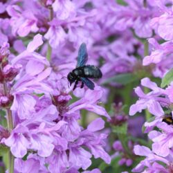 Große schwarze Biene mit blau-metallisch schimmernden Flügeln im rosa Blütenmeer des Ziest.
