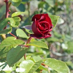 Klassische dunkelrote Rosenblüte.