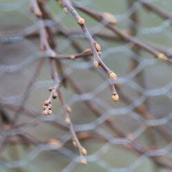 Kleine orangefarbene Knospen an dünnen Zweigen.