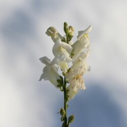 Weiße Blüte vor weißer Winterlandschaft.
