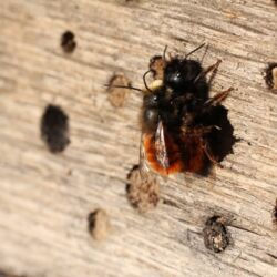 Paarung zweier Mauerbienen auf dem Nistholz, die roten pelzigen Hinterleiber leuchten in der Sonne.