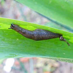 Braune Nacktschnecke hängt kopfunter an großem Blatt.