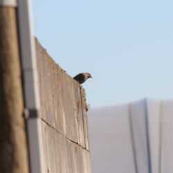Grauer Vogel auf grauer Mauer hält den Kopf schief und lugt nach Insekten.