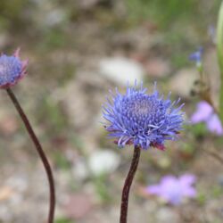 Blaues Blütenköpfchen mit hellvioletten Kelchblättern.