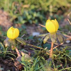 Typische kugelförmige gelbe Blüte mit großen Hochblättern, ähnlich der Trollblume.