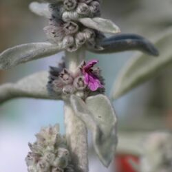 Wollig-filziges, silbriges Laub und eine einzige rosa Blüte in der Blattachsel.