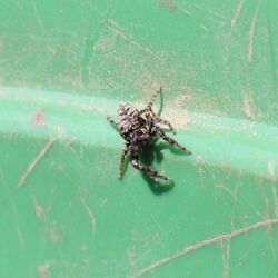 Kleine gestreifte Spinne in grünem Eimer.