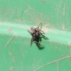 Kleine gestreifte Spinne in grünem Eimer.