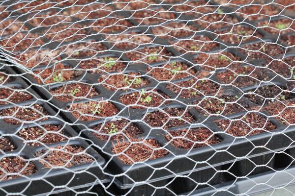 Saatplatten mit ersten Keimlingen hinter Maschendraht.